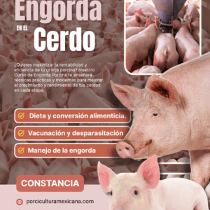 Curso de Engorda en el Cerdo