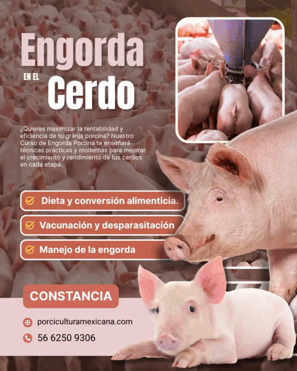 Curso de Engorda en el Cerdo