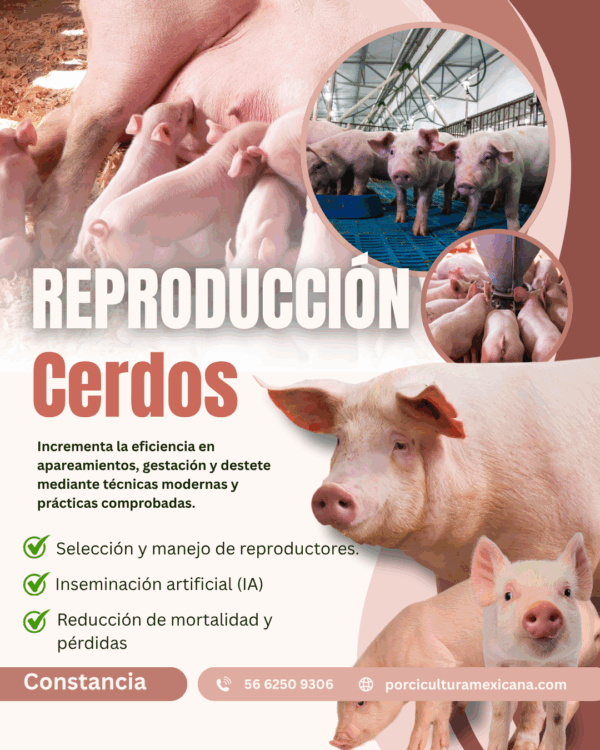Curso de Reproducción en Cerdos