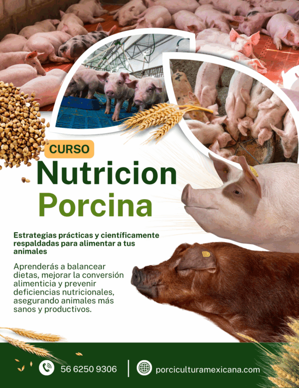 Curso de Nutrición Porcina