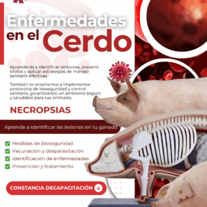Curso de Enfermedades en Cerdos