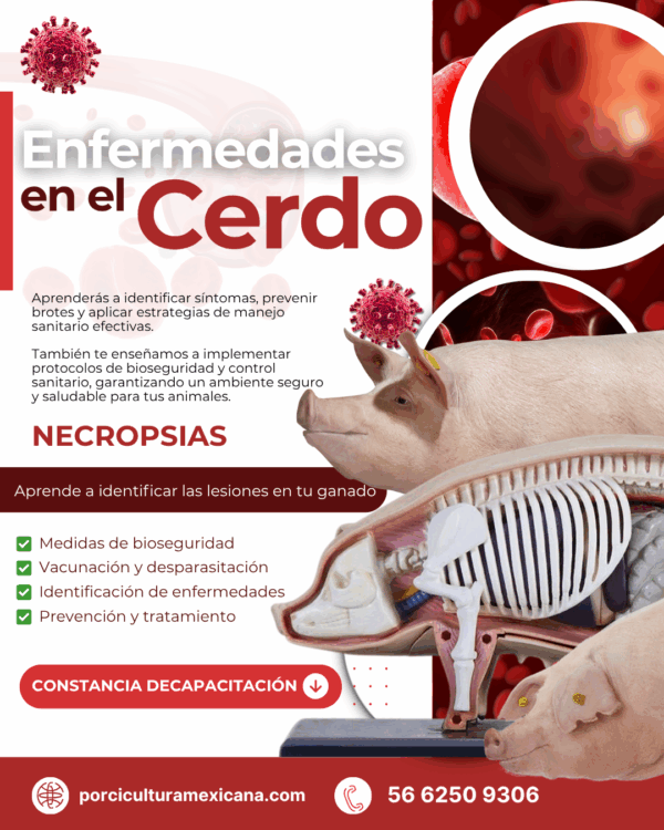 Curso de Enfermedades en Cerdos